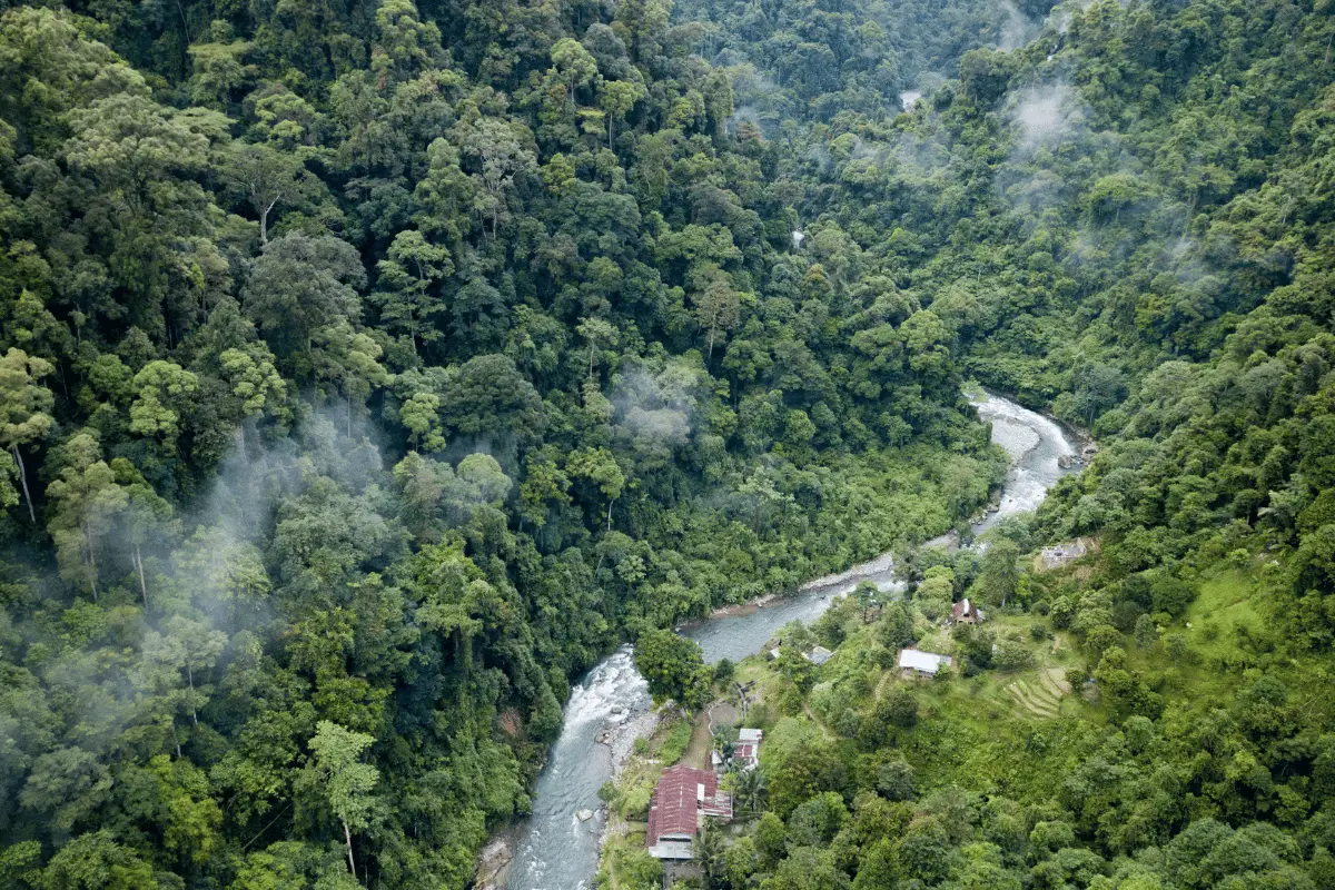  Hutan hujan Sumatera.