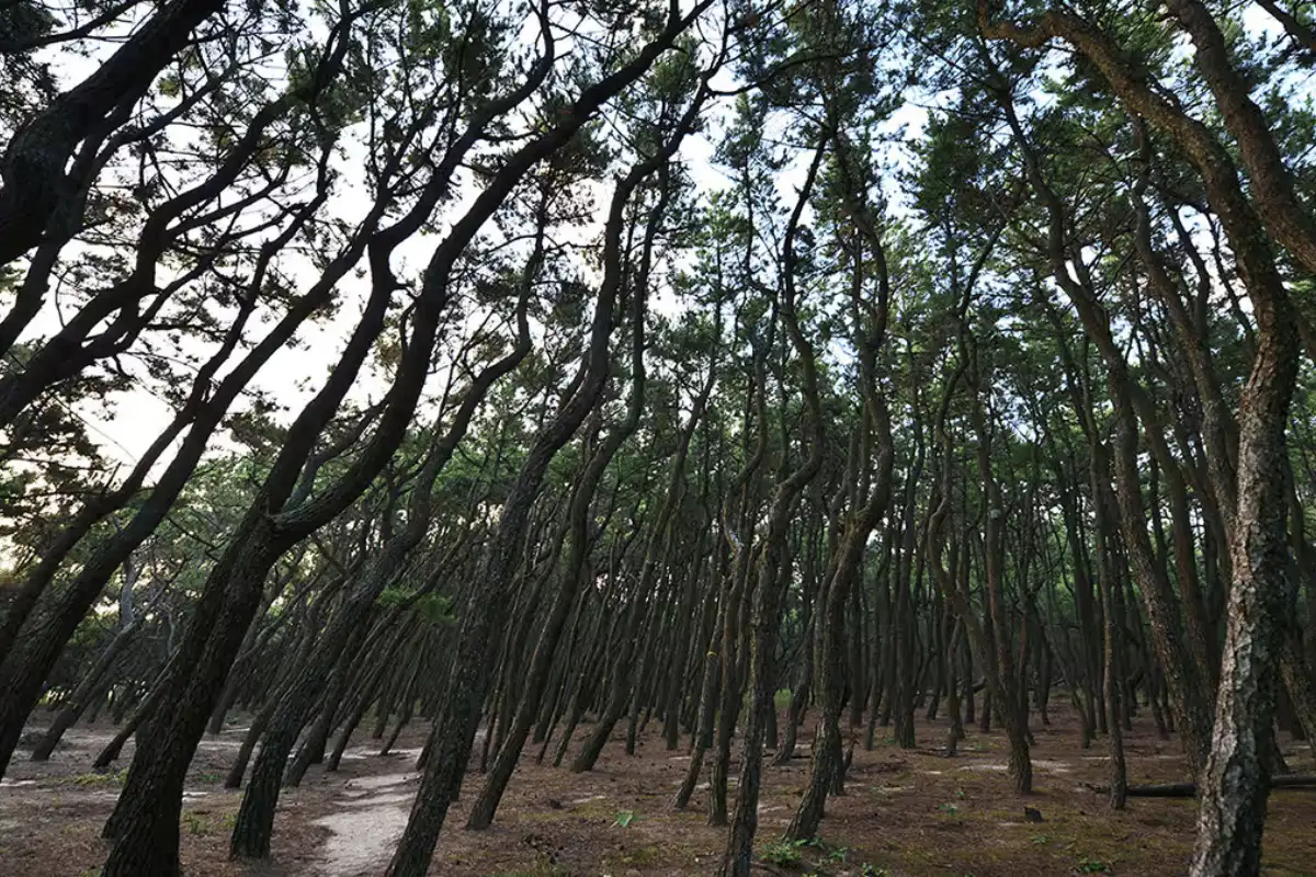 Hutan Pinus jepang. 