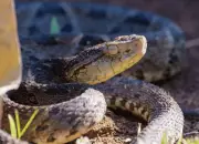 Kenali Ular Fer-De-Lance, Ular Pit Viper Paling Berbahaya