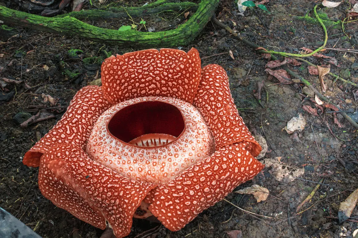  Raflesia Arnoldie.