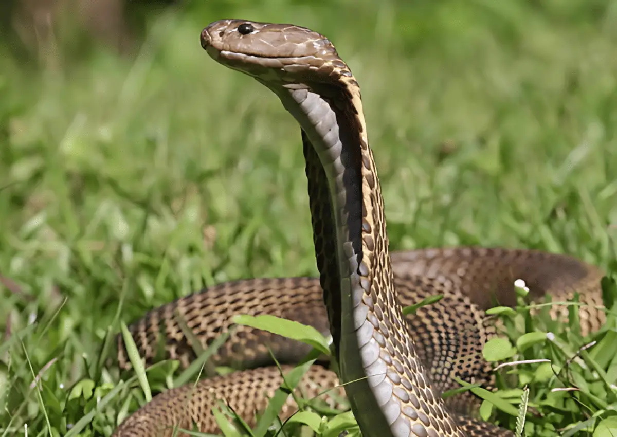 Kobra Filipina