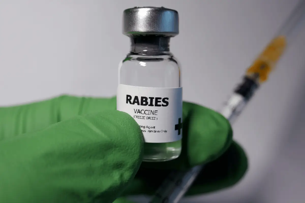 virus rabies. 