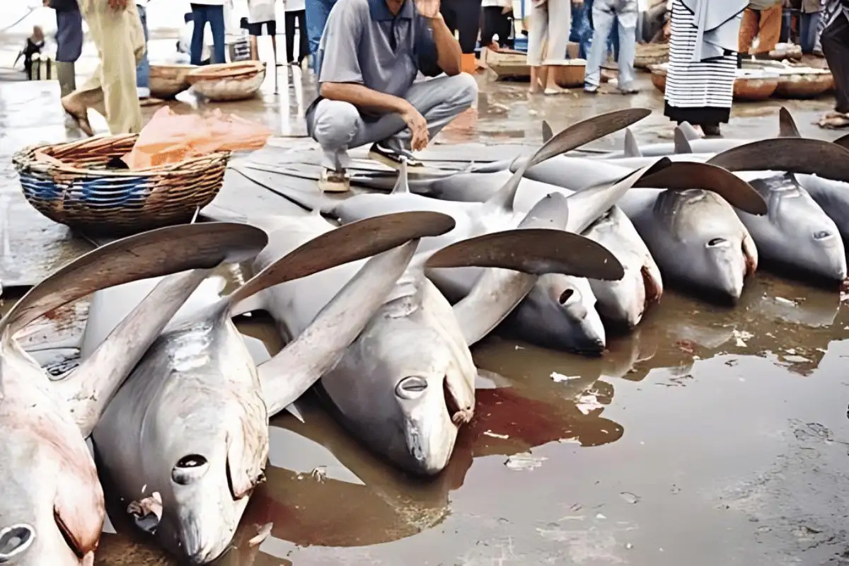 penangkapan ikan hiu