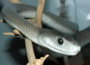 Mengenal Ular Black Mamba, Ular Paling Berbisa di Dunia