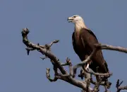 Mengenal Elang Ikan Madagaskar, Burung Pemangsa yang Terancam Punah