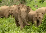 Mengenal Gajah Sumatera, Spesies Gajah Asia yang Diambang Kepunahan!