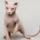 Kucing Dwelf