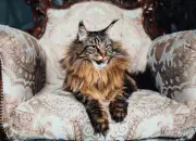 Mengenal Kucing Maine Coon, Ras Kucing Terbesar di Dunia! 