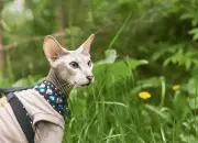 Mengenal Kucing Peterbald, Kucing Tanpa Bulu Mirip Sphynx