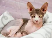 Mengenal Kucing Sphynx, Kucing Tanpa Bulu yang Bernilai Puluhan Juta Rupiah