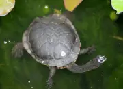 Mengenal Kura-Kura Leher Ular Rote, Hewan Endemik dari Pulau Roti