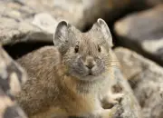 Mengenal Pika, Hewan Imut Mirip Kelinci yang Terancam Punah