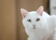 Mengenal Khao Manee, Kucing Langka dengan Warna Mata yang Berbeda