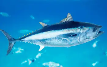 Mengenal Tuna Sirip Biru, Sering Dihidangkan dalam Berbentuk Steak Ikan