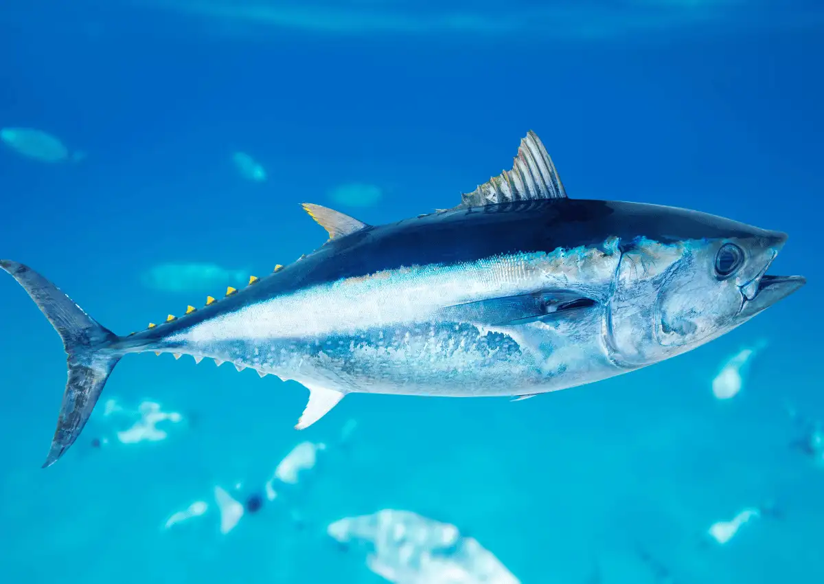 Mengenal Tuna Sirip Biru, Bisa Hidup Selama 40 Tahun di Alam Liar.