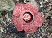 Bunga Rafflesia Arnoldii, Bunga yang Sering Disebut dengan Bunga Bangkai