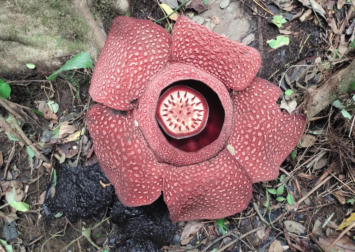 Raflesia Arnoldie