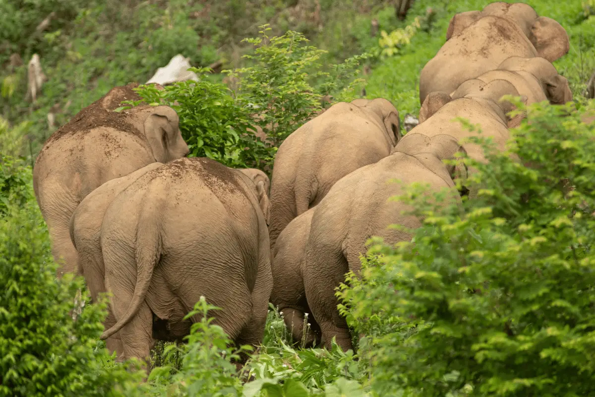 Gajah Sumatera. 