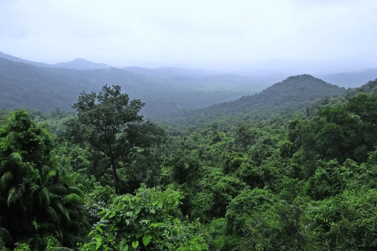  Hutan hujan Sumatra.