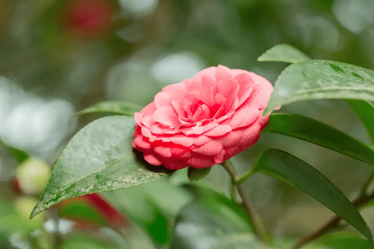 Middlemist Camellia