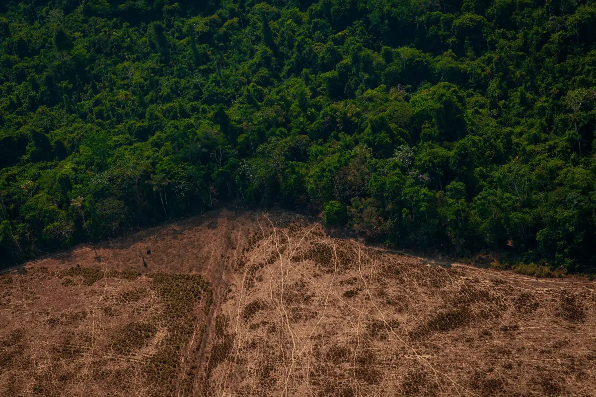  penebangan Hutan.