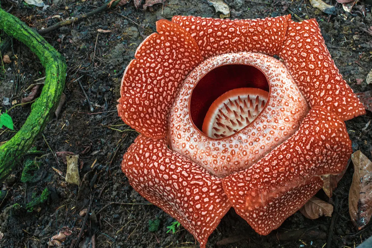 Rafflesia Arnoldii. 