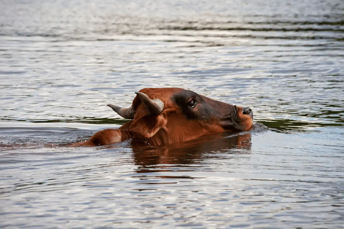 Sapi Berenang. 