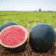 Mengenal Semangka Densuke, Semangka Termahal yang Mirip Bola Bowling