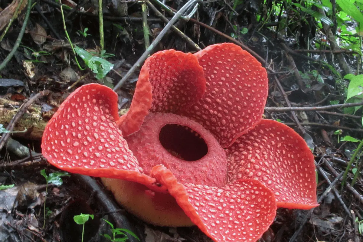 Raflesia Arnoldi