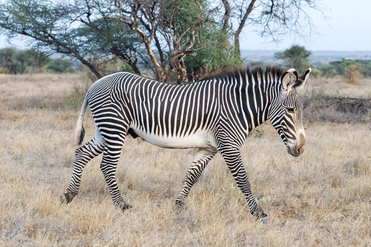  Zebra.