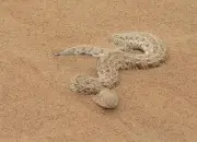 Ular Puff Adder, Ular Mematikan yang Pandai Kamuflase