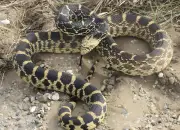 Ular Bullsnake, Ular Besar dan Panjang yang Tidak Berbisa 