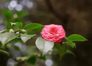Bunga Middlemist Red, Bunga Terlangka yang Ditemukan oleh Penjaga Kebun