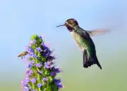 Mengenal Burung Kolibri Lebah, Burung Terkecil di Dunia yang Sangat Cantik