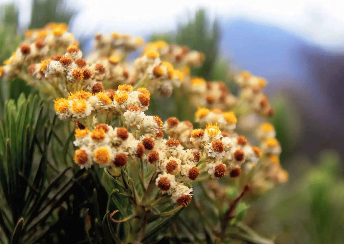 Bunga edelweiss