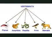 25 Contoh Hewan Vertebrata: Pengertian, Ciri-ciri dan Klasifikasi