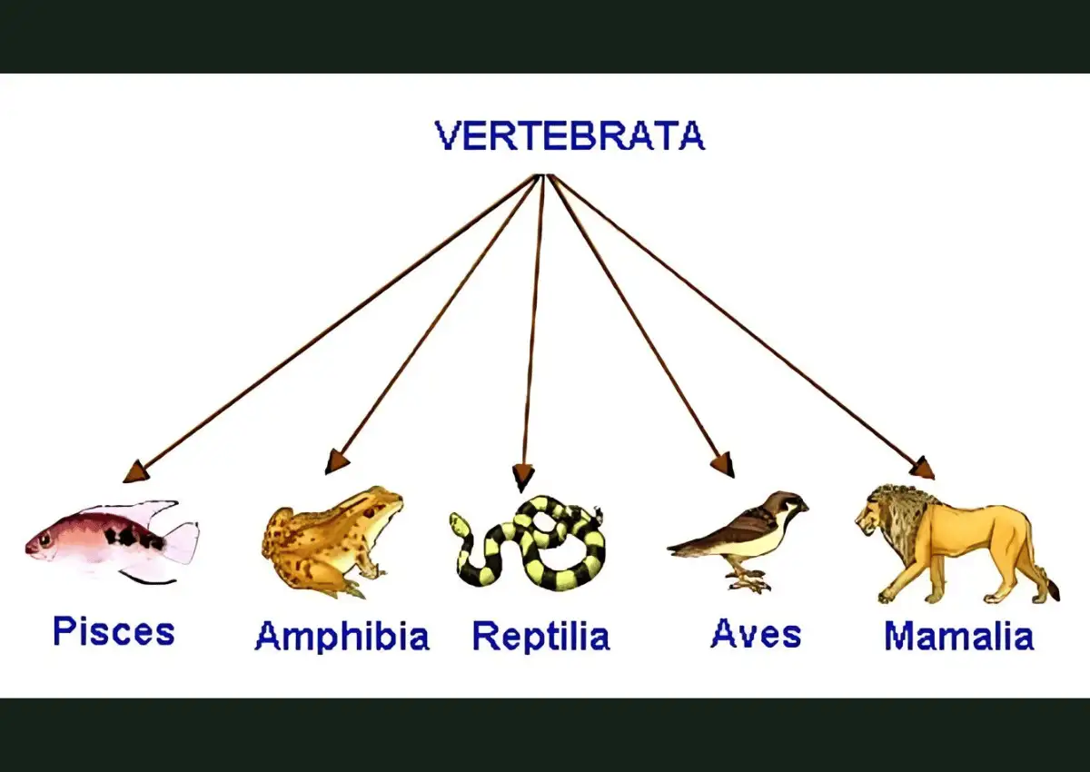 Hewan Vertebrata