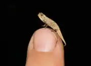 Mengenal Brookesia Micra, Bunglon Terkecil di Dunia