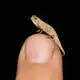 Brookesia Micra,