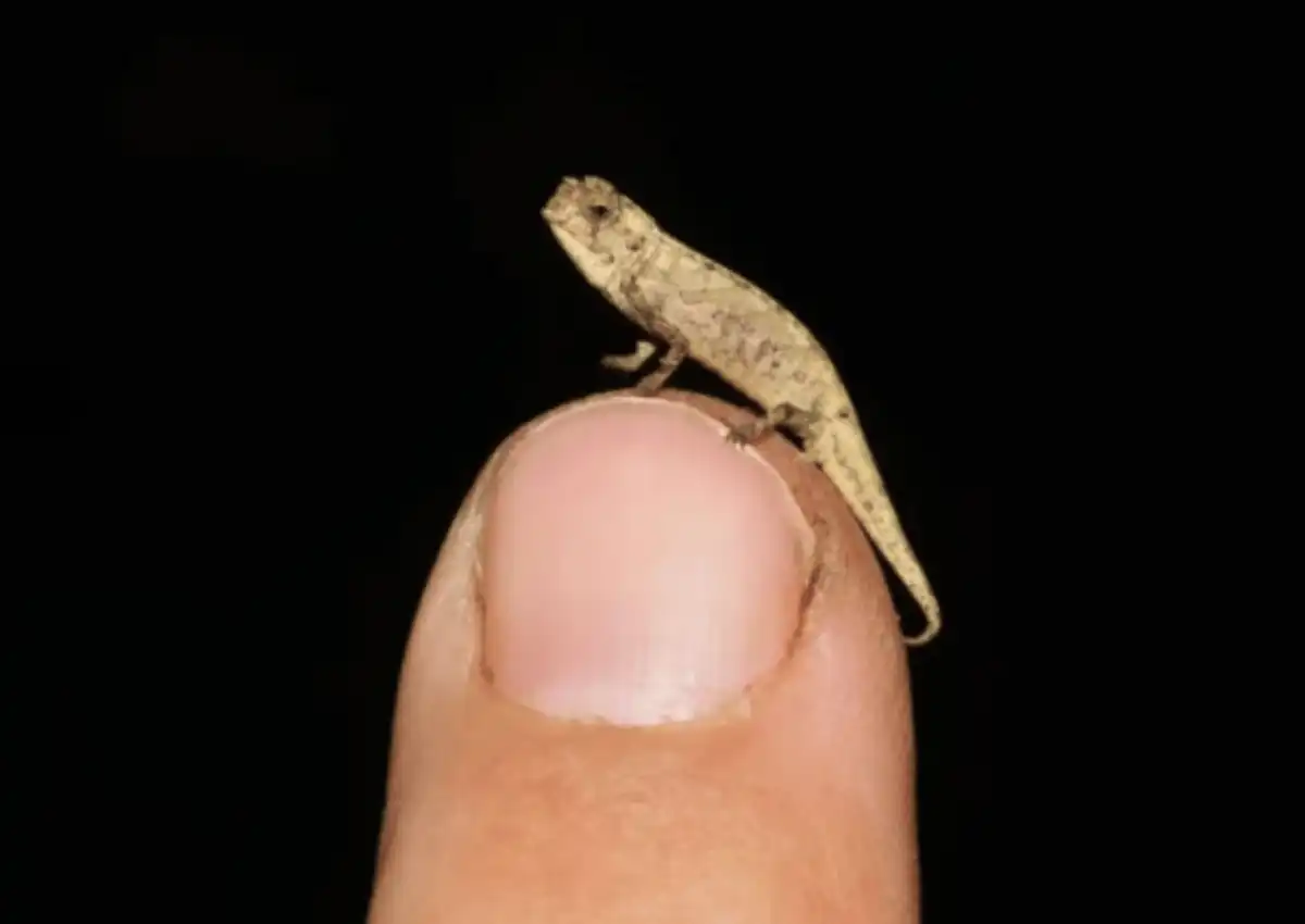 Brookesia Micra,