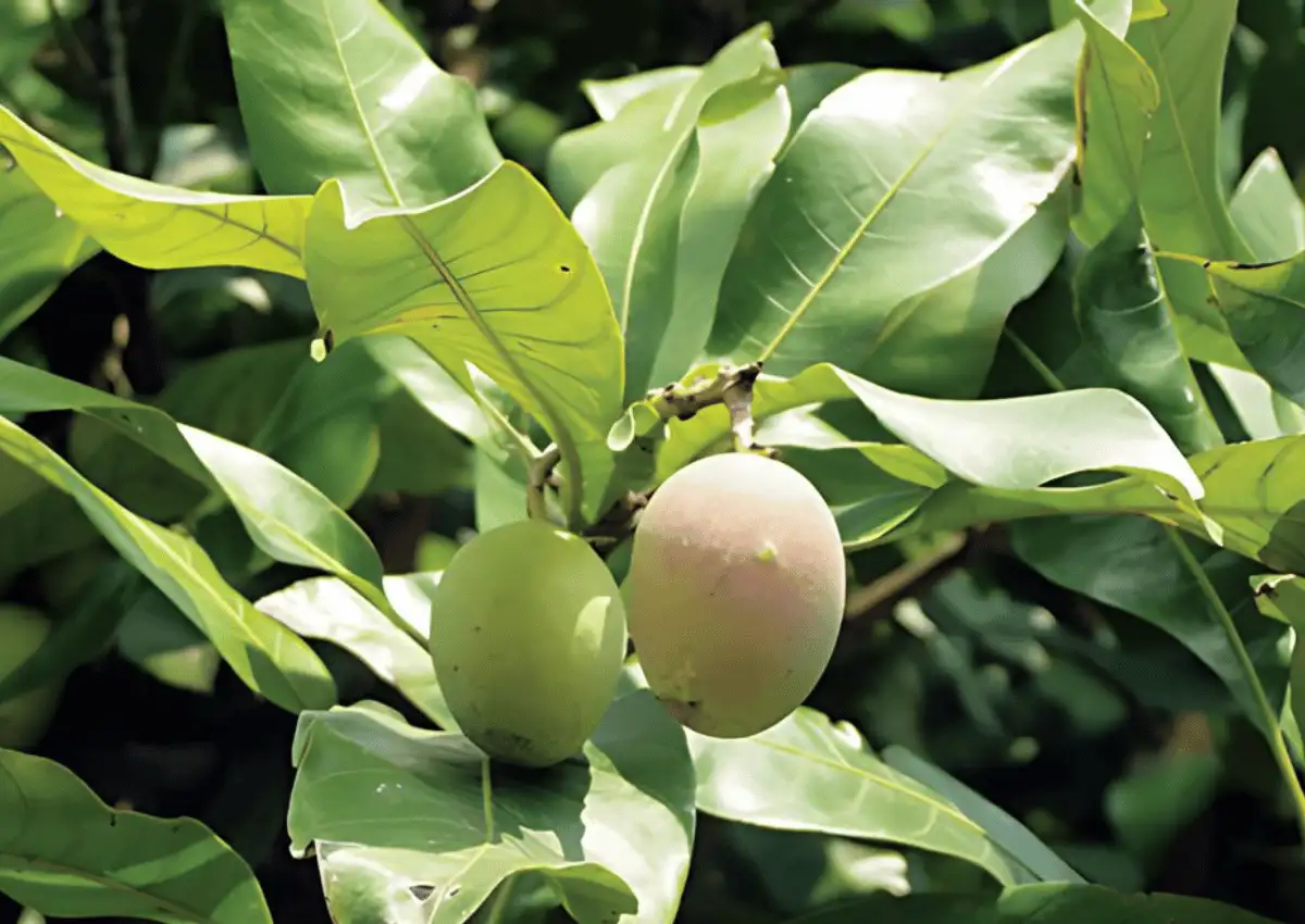 Mangga kasturi