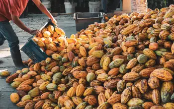 Negara Penghasil Coklat Terbesar di Dunia