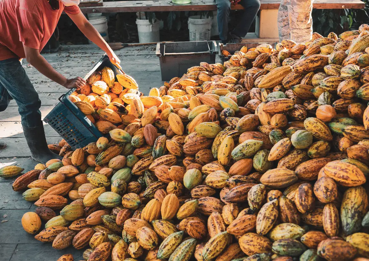 Negara Penghasil Coklat Terbesar di Dunia