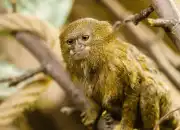 8 Fakta Menarik Pygmy Marmoset, Monyet Terkecil di Dunia