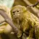 Fakta Menarik Pygmy Marmoset