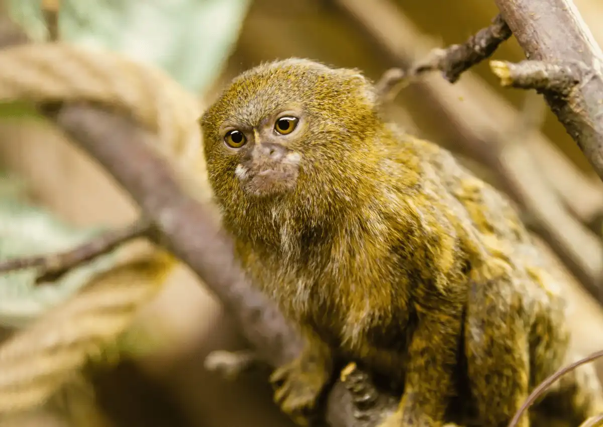 Fakta Menarik Pygmy Marmoset