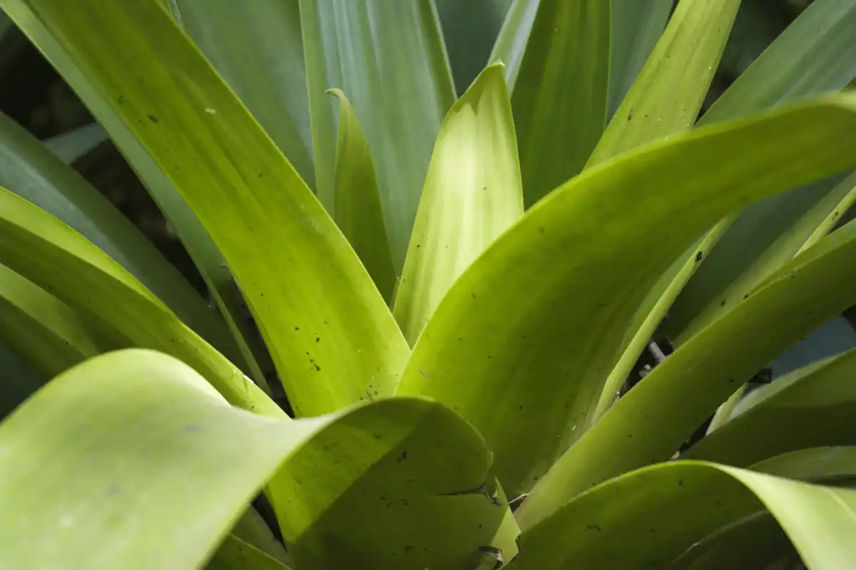 Daun bromelia. 