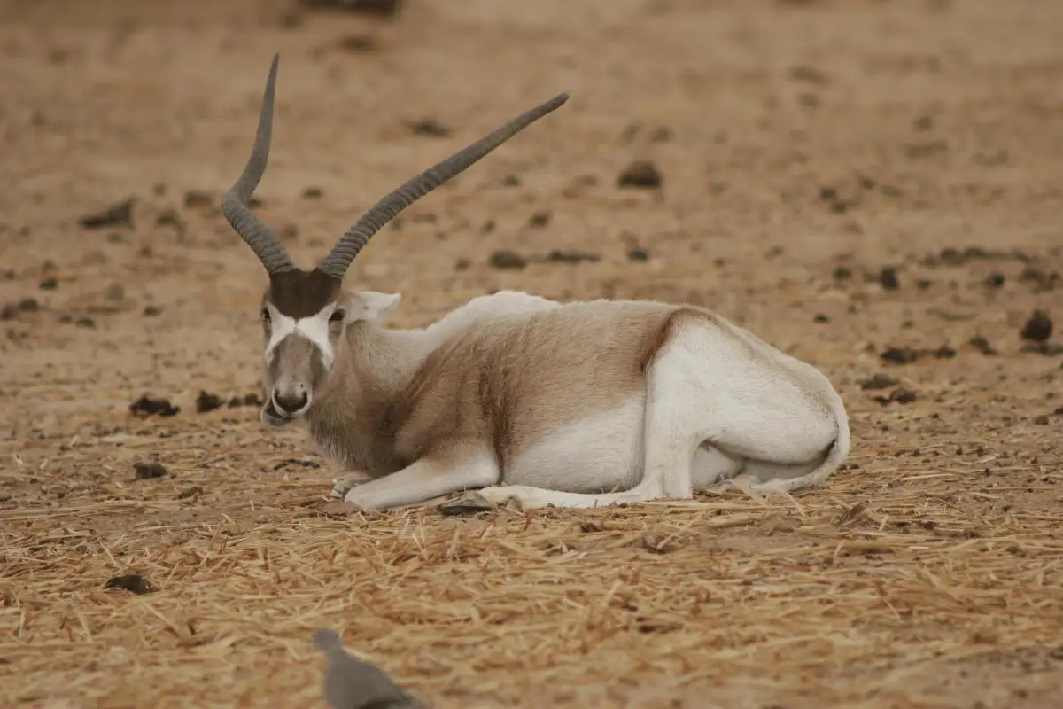 Addax