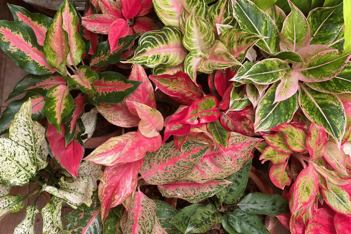 Aglaonema