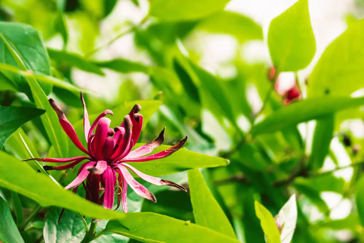 Allspice (Calycanthus occidentalis)